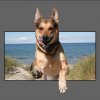 balou_sprinkt_aus_dem_bild_f_r_fotowelten