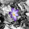 blume_auf_sw_hintergrund