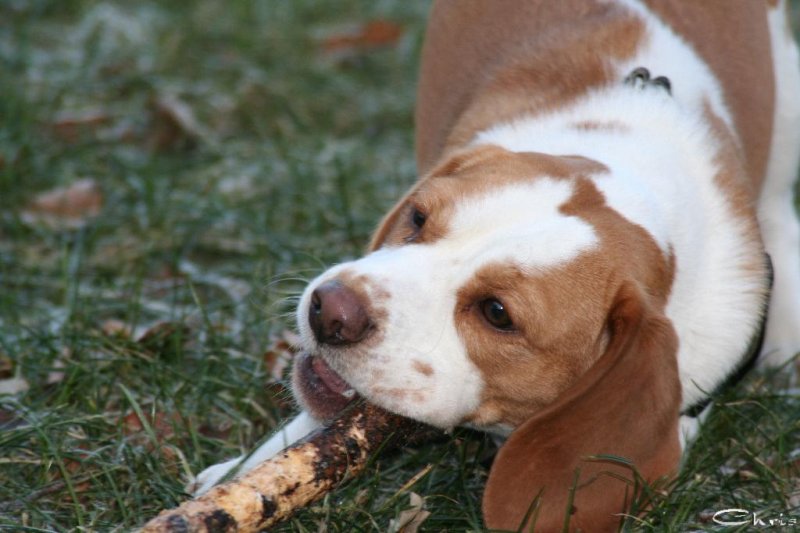 20060109_fin_fin_filou_und_balou_im_park_114