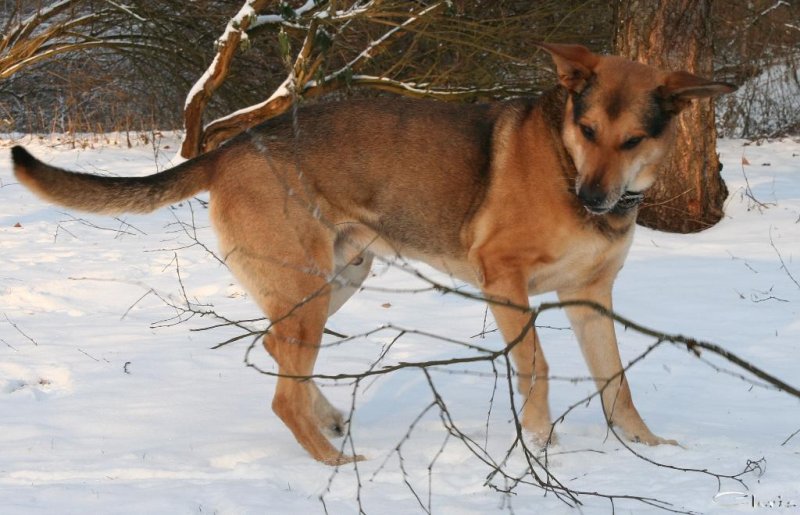 20060127_im_verschneitem_park_mit_balou_152