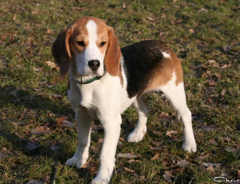 20060227_balou_und_lilli_im_park_076