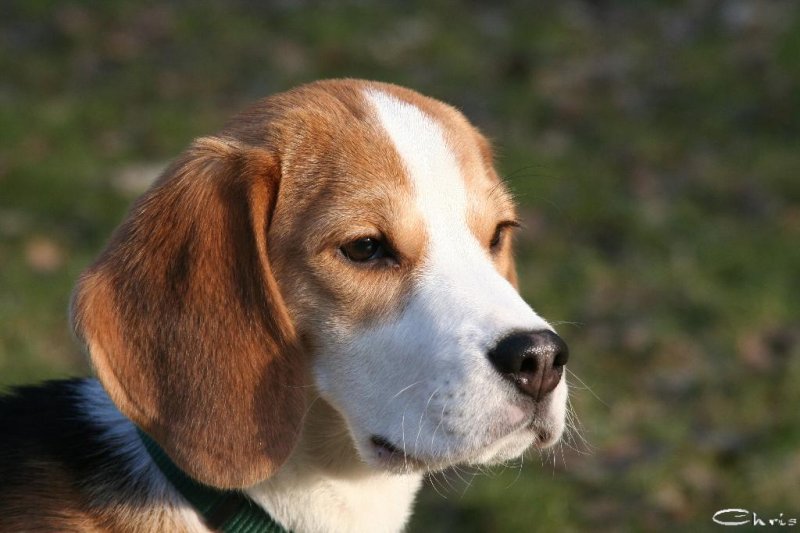 20060227_balou_und_lilli_im_park_079