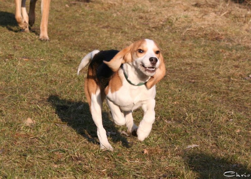 20060227_balou_und_lilli_im_park_102