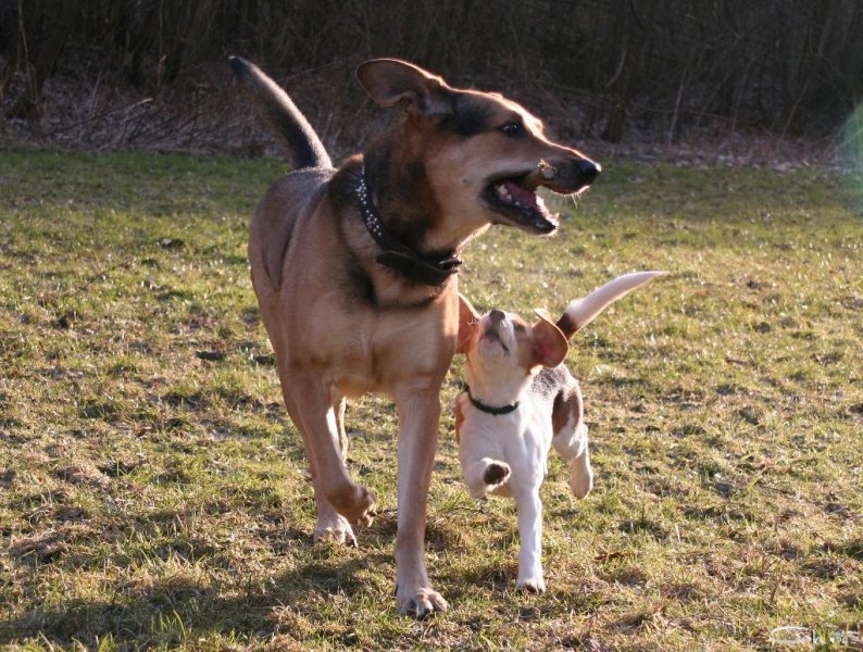20060227_balou_und_lilli_im_park_106