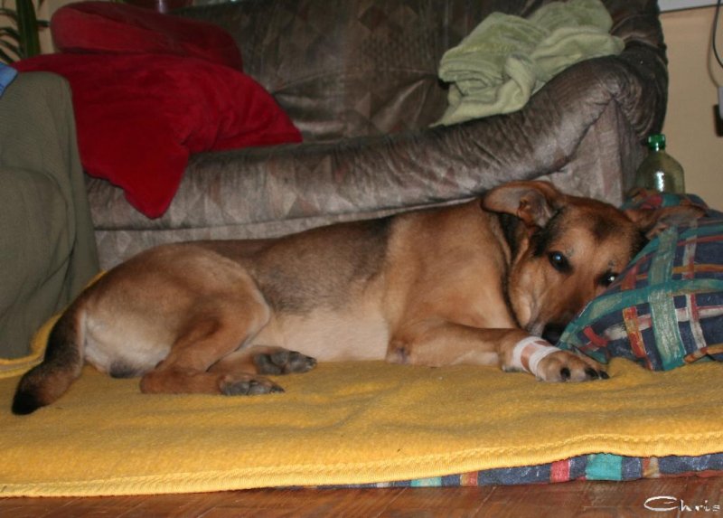 20060421_balou_nach_der_op_003