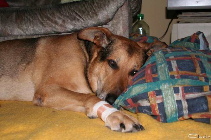 20060421_balou_nach_der_op_004