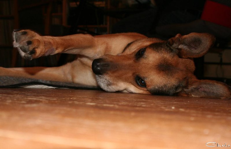 20060426_balou_verbandswechsel_015