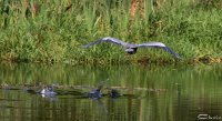 20050909_spaziergang_im_park_graureier_041