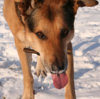 20060127_im_verschneitem_park_mit_balou_022