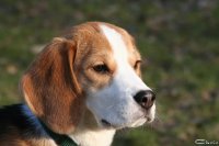 20060227_balou_und_lilli_im_park_079