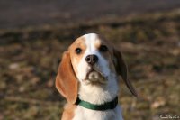 20060227_balou_und_lilli_im_park_080