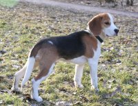 20060227_balou_und_lilli_im_park_082