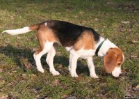 20060227_balou_und_lilli_im_park_088