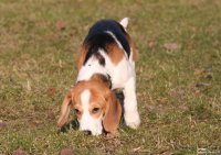 20060227_balou_und_lilli_im_park_089