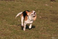 20060227_balou_und_lilli_im_park_100