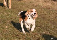 20060227_balou_und_lilli_im_park_102