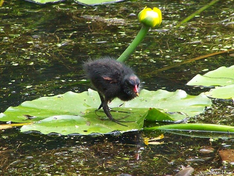 20050706_mit_balou_im_park_bienen_wasserv_gel_k_ken_068