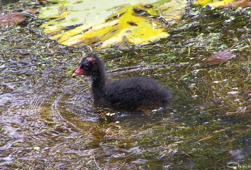 20050706_mit_balou_im_park_bienen_wasserv_gel_k_ken_087