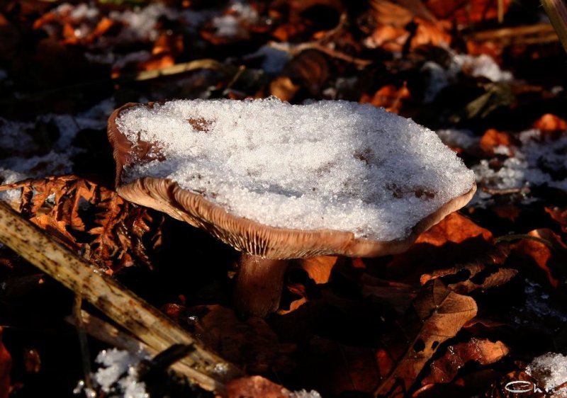 20051217_samstag_es_ist_so_kalt_im_park_114