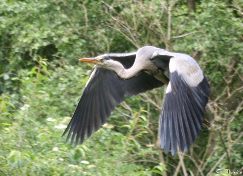 20060623_eichh_rnchen_reiher_balou_080
