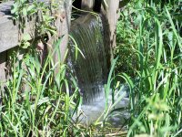 20050817_im_park_mit_balou_libelle_038
