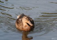 20050909_spaziergang_im_park_graureier_029