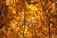 20051028_balou_in_der_herbstsonne_am_freitag_057