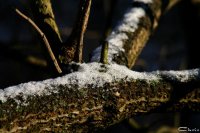 20051217_samstag_es_ist_so_kalt_im_park_072