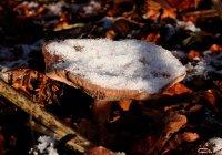 20051217_samstag_es_ist_so_kalt_im_park_114
