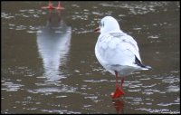 20051218_am_sonntag_auf_dem_weg_zum_br_tchen_holen_037_kopie