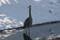 20060313_sonne_und_schnee_114