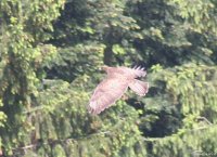 20060604_pfingstsonntag_057