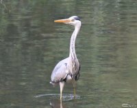 20060623_eichh_rnchen_reiher_balou_071