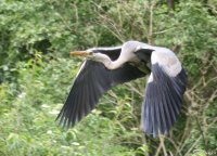 20060623_eichh_rnchen_reiher_balou_080