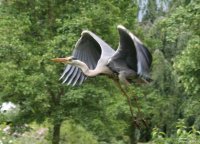 20060623_eichh_rnchen_reiher_balou_081