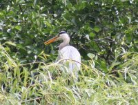 20060623_eichh_rnchen_reiher_balou_088