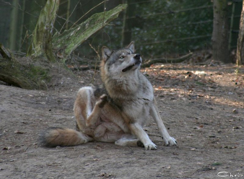20060115_tierpark_schwazeberge_canon_039