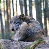 20060115_tierpark_schwazeberge_canon_049