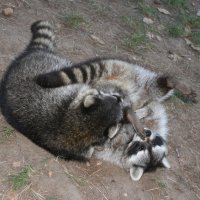 20060115_tierpark_schwazeberge_canon_099