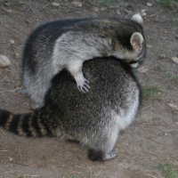 20060115_tierpark_schwazeberge_canon_100