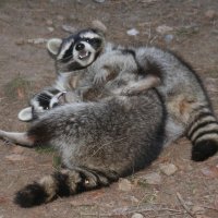 20060115_tierpark_schwazeberge_canon_103