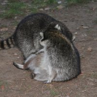 20060115_tierpark_schwazeberge_canon_109