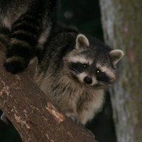 20060115_tierpark_schwazeberge_canon_118