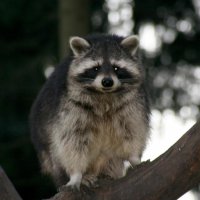 20060115_tierpark_schwazeberge_canon_121