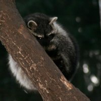 20060115_tierpark_schwazeberge_canon_122