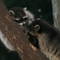 20060115_tierpark_schwazeberge_canon_123