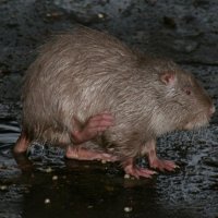 20060115_tierpark_schwazeberge_canon_209