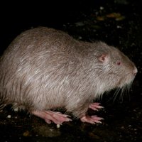 20060115_tierpark_schwazeberge_canon_211