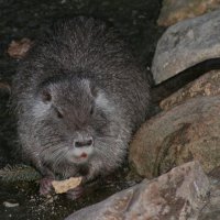 20060115_tierpark_schwazeberge_canon_212