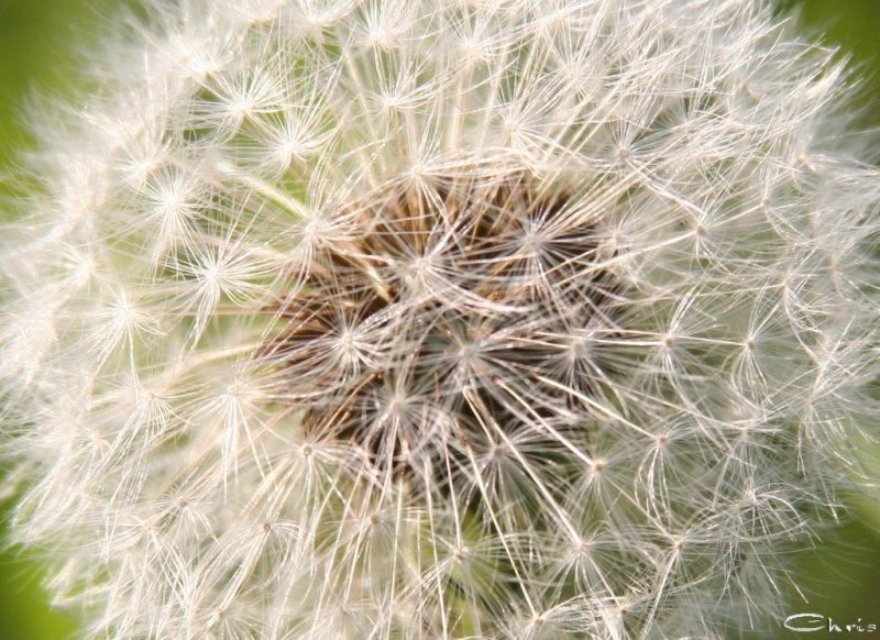 20051002_pusteblume_1